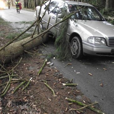 Baum schlug vor PKW – Fahrer überfuhr Baum