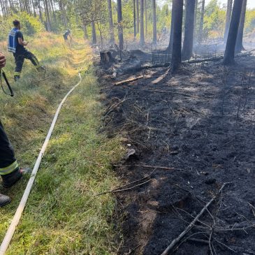 Waldbrand bei Neuorthofen – Schnelles Eingreifen verhindert größere Ausbreitung
